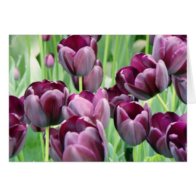 紫色のTullips (正面横)