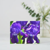 紫色アヤメの花 ポストカード (スタンド正面)