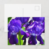 紫色アヤメの花 ポストカード (正面/裏面)