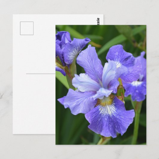 紫色アヤメ ポストカード (正面/裏面)