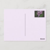 紫色アヤメ ポストカード (裏面)