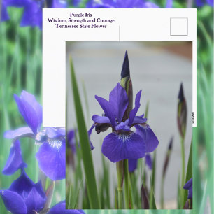 紫色イリス花植物学的写真撮影 ポストカード