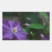 紫色クレマチス 長方形シール (正面)
