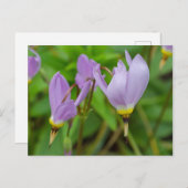 紫色クロッカスヌディフロラス花 ポストカード (正面/裏面)