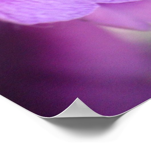 紫色スミレの壁ポスター ポスター (角)