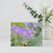 紫色ペラルゴニウムの野生の花 夏の写真 ポストカード (スタンド正面)
