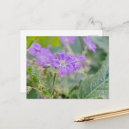 紫色ペラルゴニウムの野生の花 夏の写真 ポストカード