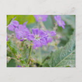 紫色ペラルゴニウムの野生の花 夏の写真 ポストカード (正面)