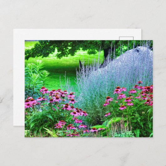 紫色星及びエキナセア ポストカード (正面/裏面)