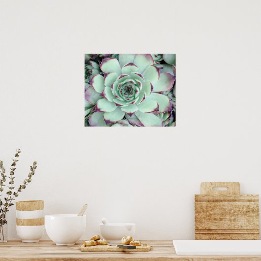 紫色淡い色のの多肉質の緑のクローズアップ写真 ポスター (キッチン)