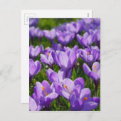 紫色番紅花復活節問候明信片 シーズンポストカード (正面/裏面)