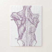 紫色背筋を引くヴィンテージの解剖学