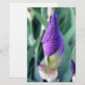 紫色鸢尾花蕾 便箋 (正面/裏面)