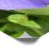 紫花かわいらし写真 ポスター (角)