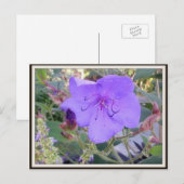 紫花はがき ポストカード (正面/裏面)