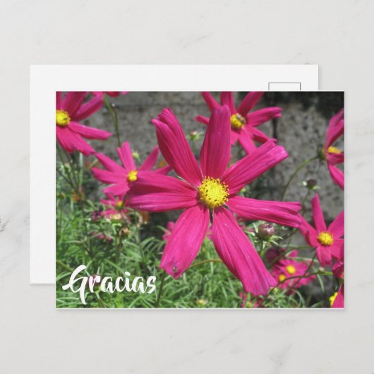 紫花スペインのの感謝してい花 ポストカード (正面/裏面)