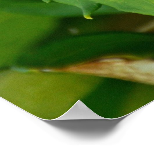 紫花ポスター ポスター (角)