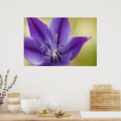 紫花ポスター ポスター (キッチン)