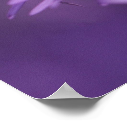 紫花ポスター ポスター (角)