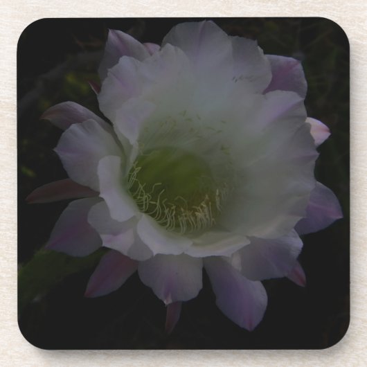 紫花冠 コースター (正面)