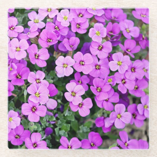 紫花園 ガラスコースター (正面)