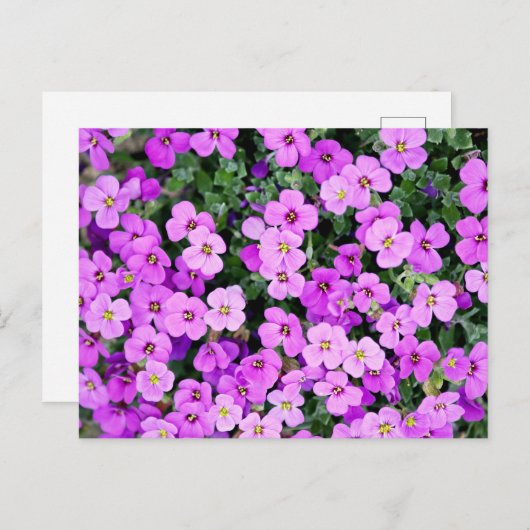 紫花園 ポストカード (正面/裏面)