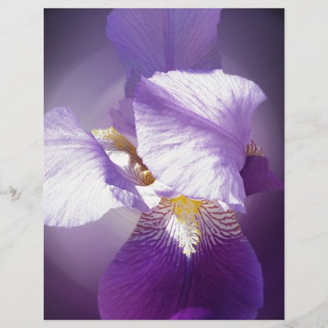 紫花花 (正面)