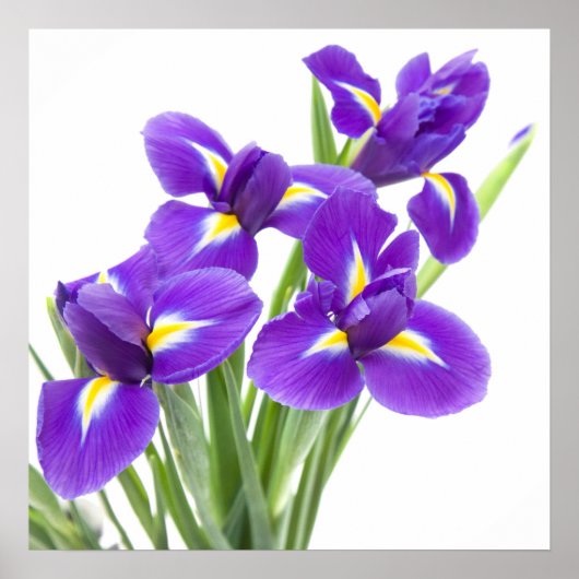 紫花花 ポスター (正面)