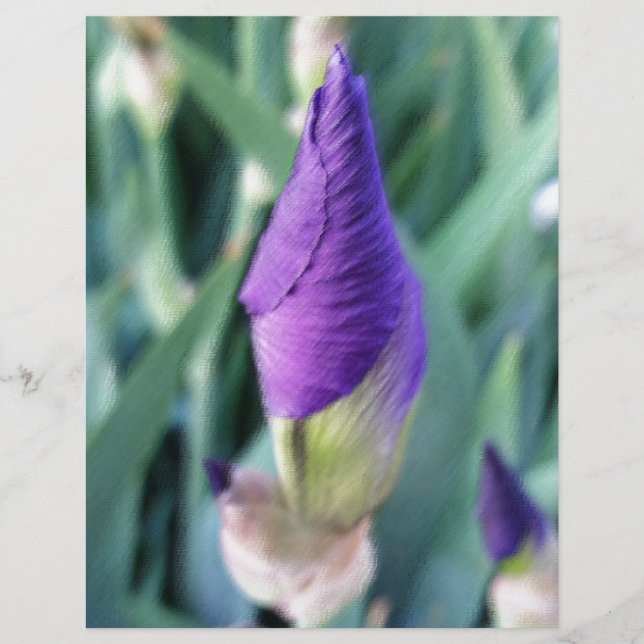 紫花芽 (正面)