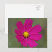 紫花 ポストカード (正面/裏面)