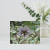 紫花 ポストカード (スタンド正面)