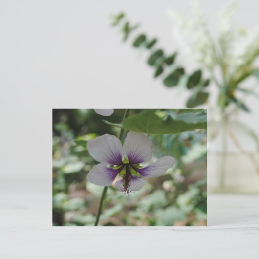 紫花 ポストカード (スタンド正面)