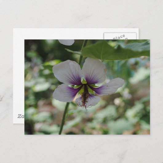 紫花 ポストカード (正面/裏面)