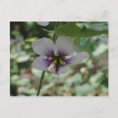 紫花 ポストカード (正面)