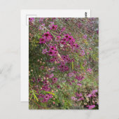 紫花 ポストカード (正面/裏面)