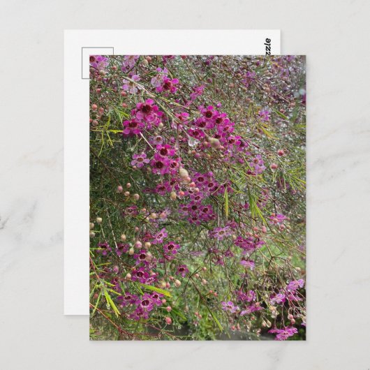 紫花 ポストカード (正面/裏面)