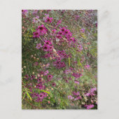 紫花 ポストカード (正面)