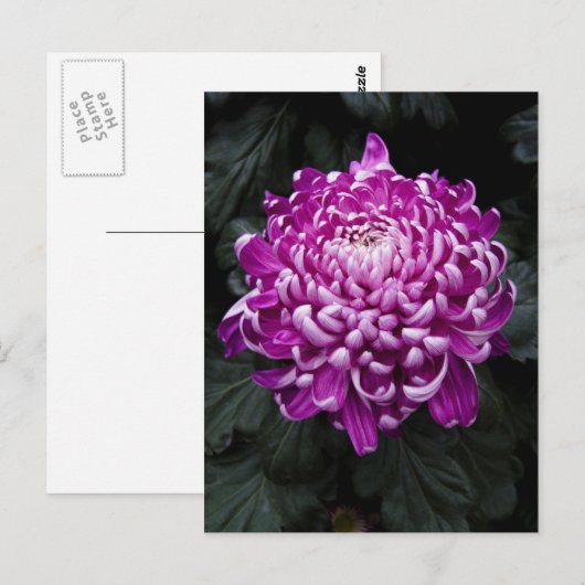 紫菊はがき ポストカード (正面/裏面)