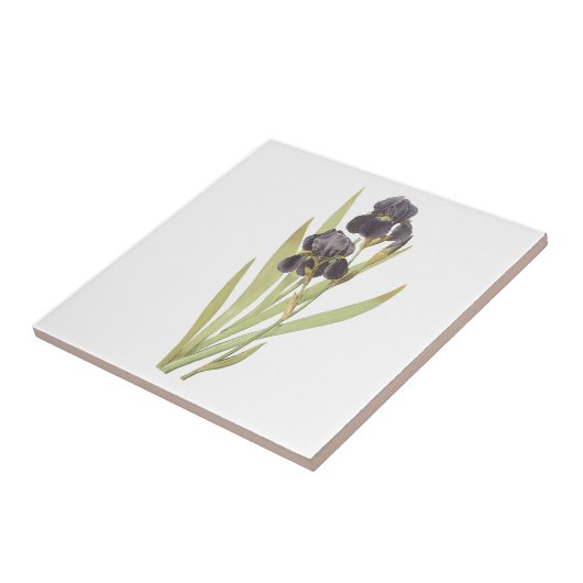 紫菖蒲の花 タイル (側面)