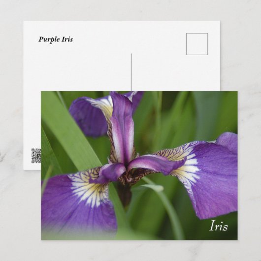 紫菖蒲花 ポストカード (正面/裏面)