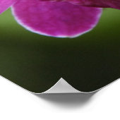 紫蘭のポスター ポスター (角)