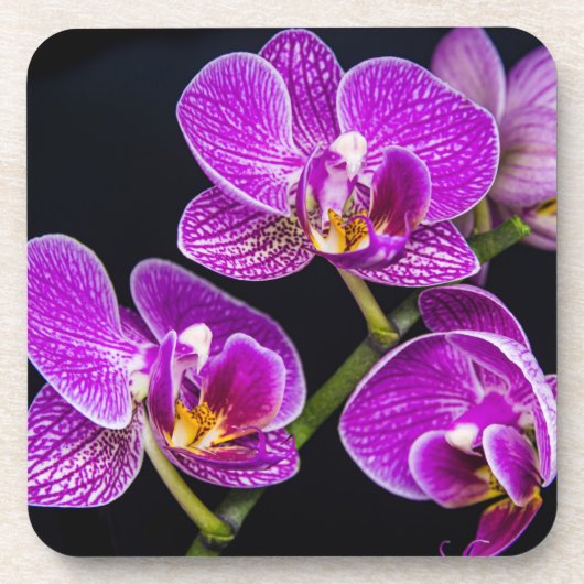 紫蘭 コースター (正面)