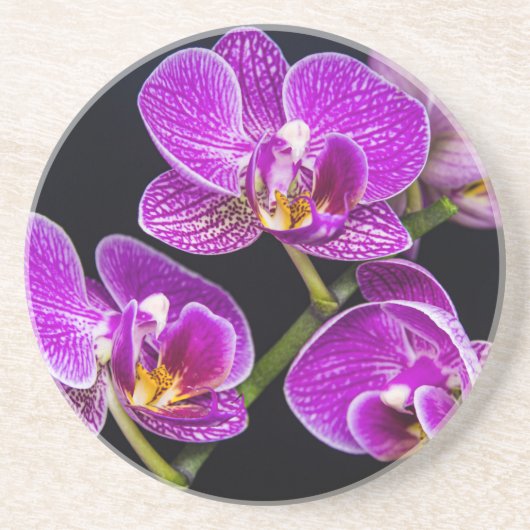 紫蘭 コースター (正面)