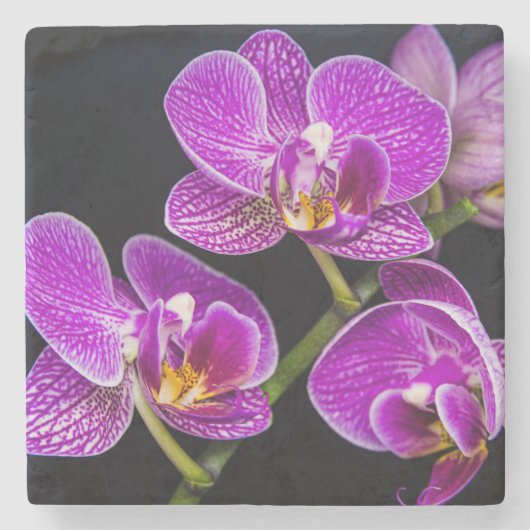 紫蘭 ストーンコースター (正面)