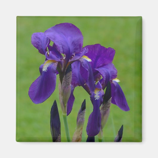 紫虹彩花磁石 マグネット (正面)