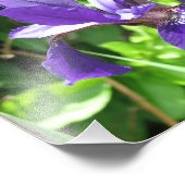 紫虹彩 フォトプリント            (角)