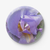 紫虹彩 ペーパープレート (正面)