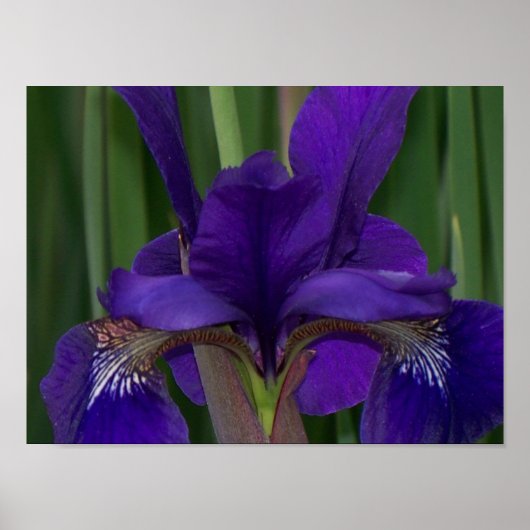 紫虹彩 ポスター (正面)