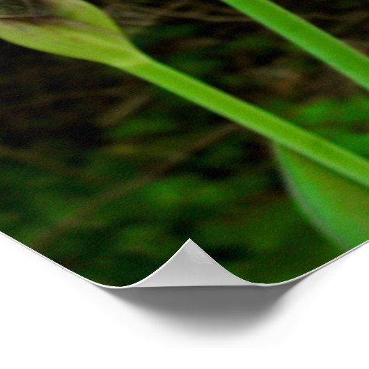 紫虹彩 ポスター (角)