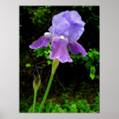 紫虹彩 ポスター (正面)